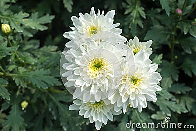 Beautiful white blossom Chrysanthemums inside green house, a popular plant of the daisy family Stock Photo