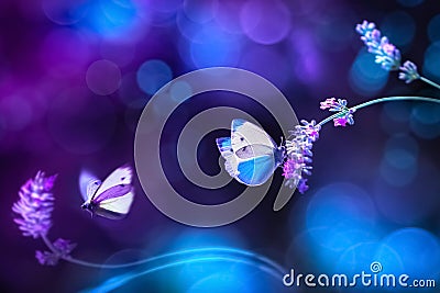 Beautiful white blue butterfly on the flowers of lavender. Summer spring natural image in blue and purple tones. Stock Photo