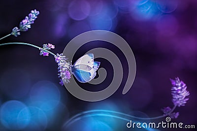 Beautiful white blue butterfly on the flowers of lavender. Summer spring natural image in blue and purple tones. Free space for te Stock Photo
