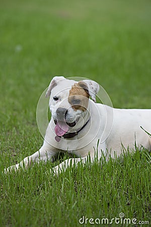 Beautiful white Boxer Bulldog mixed breed dog Stock Photo