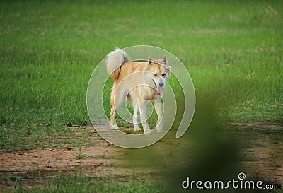 Beautiful white and brown dog with fresh nature of the field | Thai breeds Stock Photo