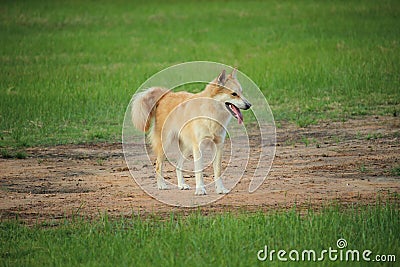 Beautiful white and brown dog with fresh nature of the field | Thai breeds Stock Photo