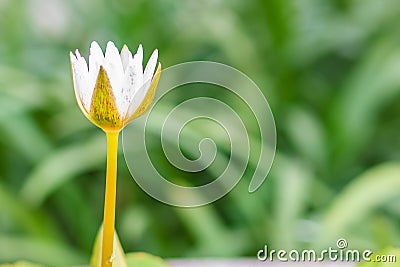 Beautiful white budding lotus flower on green leaves background Stock Photo