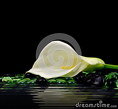 Beautiful white Calla lily Stock Photo