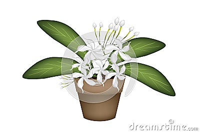 Beautiful White Cape Jasmine A Terracotta Pot Vector Illustration