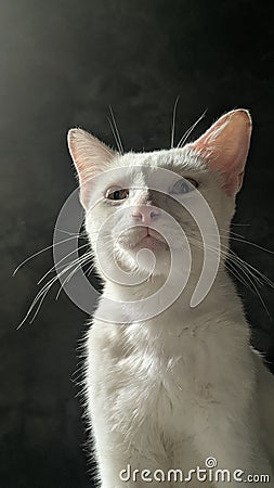 a cat posing boldly in plain white Stock Photo