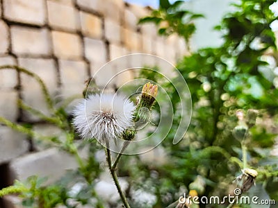 Beautiful White Color dandelion with pollinator flying Flower in a plant with nature background Stock Photo
