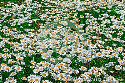 Beautiful white Daisy on field Stock Photo