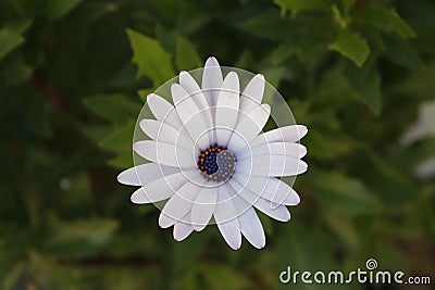 Beautiful White Daisy Flower with blured back Stock Photo