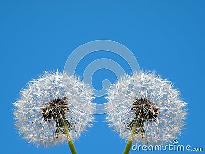 White dandelion fluffs in blue sky background Stock Photo