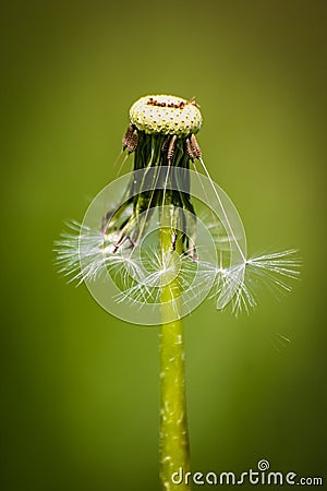 Beautiful white dandelion head on a natural background Stock Photo