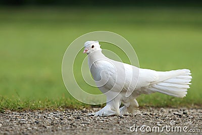 Beautiful white farmed pigeon walking Stock Photo