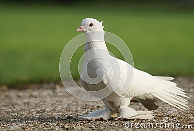 Beautiful white farmed pigeon walking Stock Photo