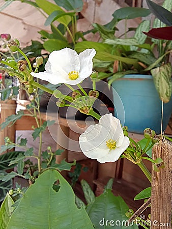Beautiful White flower in Garden Stock Photo