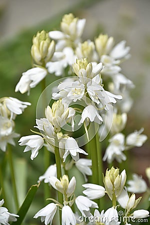 Beautiful White Flowering Campanula Bellflowers in a Garden Stock Photo