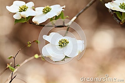 Beautiful White flowering dogwood blossoms Stock Photo