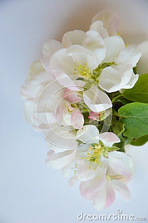 White flower. blooming Apple tree. a delicate floral arrangement of a white bouquet for decoration and background. Stock Photo