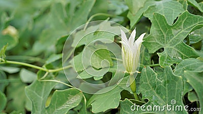 Beautiful white flowers of Coccinia grandis also known as ivy, little or scarlet gourd, rashmato etc Stock Photo