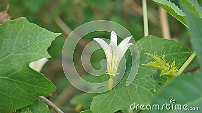 Beautiful white flowers of Coccinia grandis also known as ivy, little or scarlet gourd, rashmato etc Stock Photo