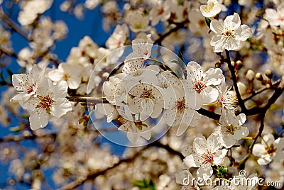 Beautiful white flowers of early spring Stock Photo