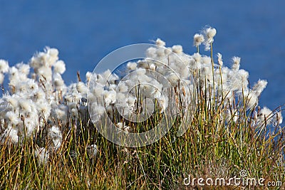 Beautiful white flowers od cottongrass Stock Photo