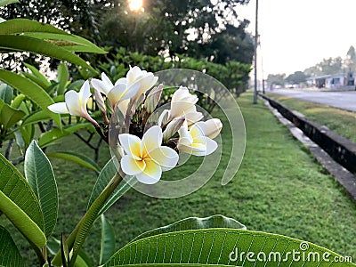 Beautiful white flowers in Thailand, Lan Thom flowers Stock Photo