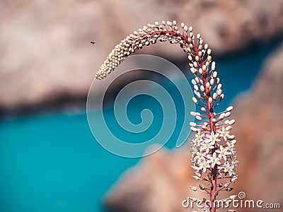 Beautiful white foxtail lily flower - small bug flying towards it Stock Photo