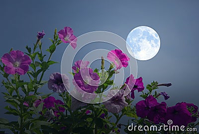 Beautiful full moon with morning glory flowers Stock Photo