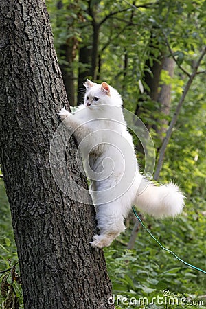 Beautiful white furry cat climbs on the tree. Stock Photo