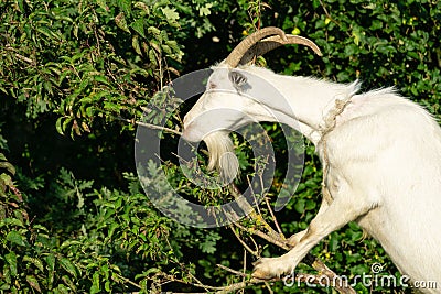 Beautiful white goat climbed tree and eats foliage from it. Summer sunny day. Stock Photo