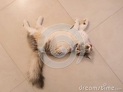 Beautiful white and gray golden cat playing around and lying down on the floor Stock Photo