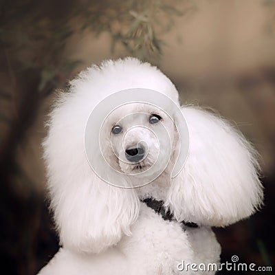 Beautiful white groomed poodle dog portrait outdoors Stock Photo
