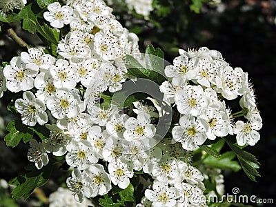 White hawthorn flowers on tree branch, Lithuania Stock Photo