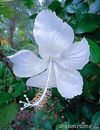 A beautiful white hibicus flower Stock Photo