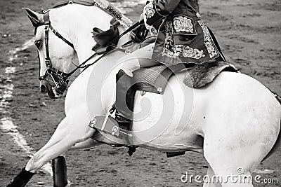 Beautiful white horse in bullring, bullfight Stock Photo