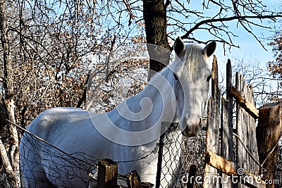 Beautiful White Horse Stock Photo