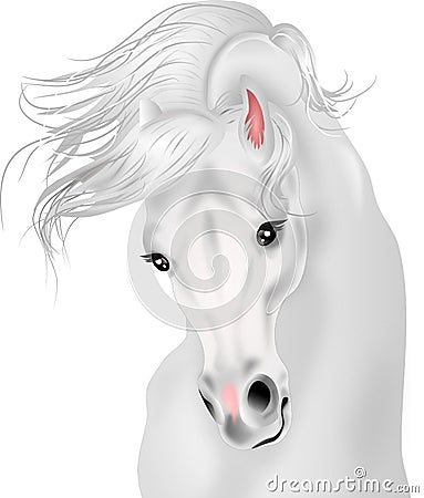 Beautiful white horse Stock Photo