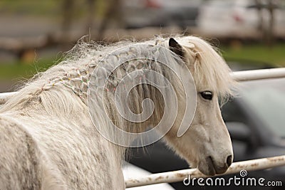 Beautiful white horse with long blond mane and tail standing in a spacious fenced-in pasture Stock Photo