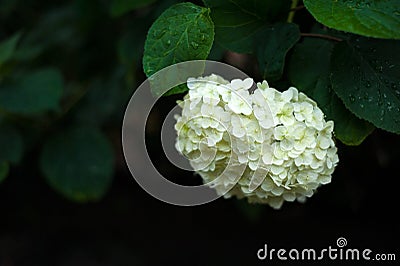 Beautiful white hydrangea blooming in the garden after the rain. Stock Photo