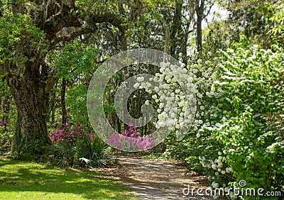 Beautiful white hydrangea flowers in the garden on a spring morning. Stock Photo