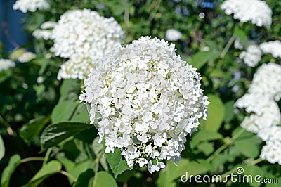 Beautiful white hydrangea. Garden flowers, shrubs. Stock Photo