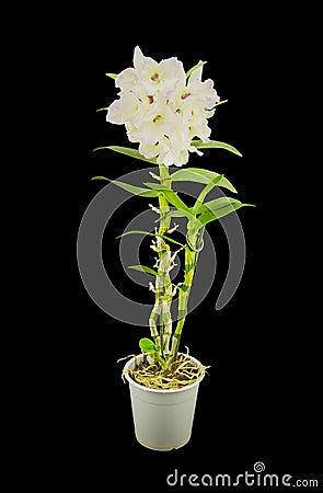 Beautiful white innocent orchid Phalaenopsis on a Stock Photo