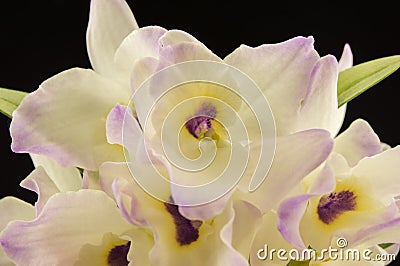 Beautiful white innocent orchid Phalaenopsis on a Stock Photo