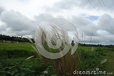 Beautiful white Kans grass Stock Photo