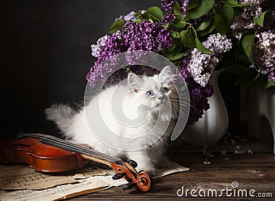 Beautiful white kitten with blue eyes. Still life in vintage style with a bouquet of lilacs and a violin Stock Photo