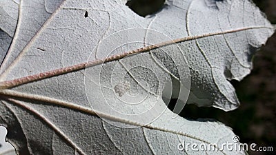 Beautiful White leaf and spider eggs Stock Photo