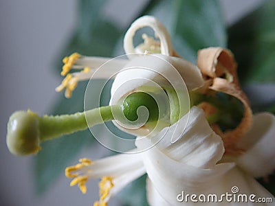 beautiful white lemon tree in blossom Stock Photo