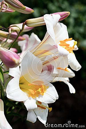 Beautiful white lilies blooming in the garden Stock Photo