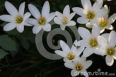 Beautiful white lilies in flower garden Stock Photo