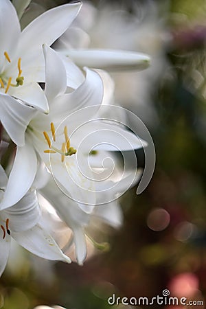 Beautiful white lilies in the garden. Selective focus Stock Photo